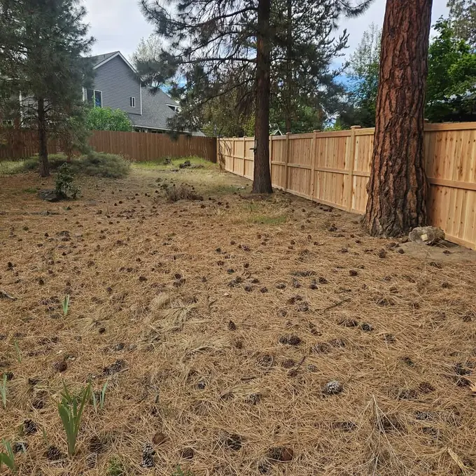 Fence among the pines